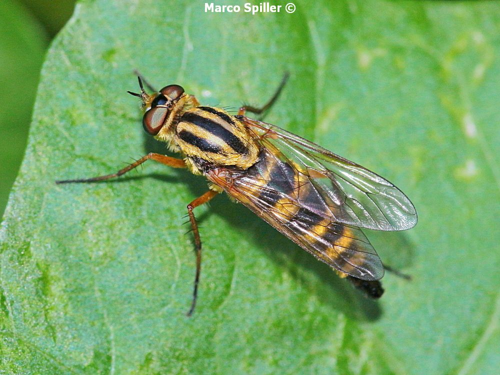 Thereva aurata